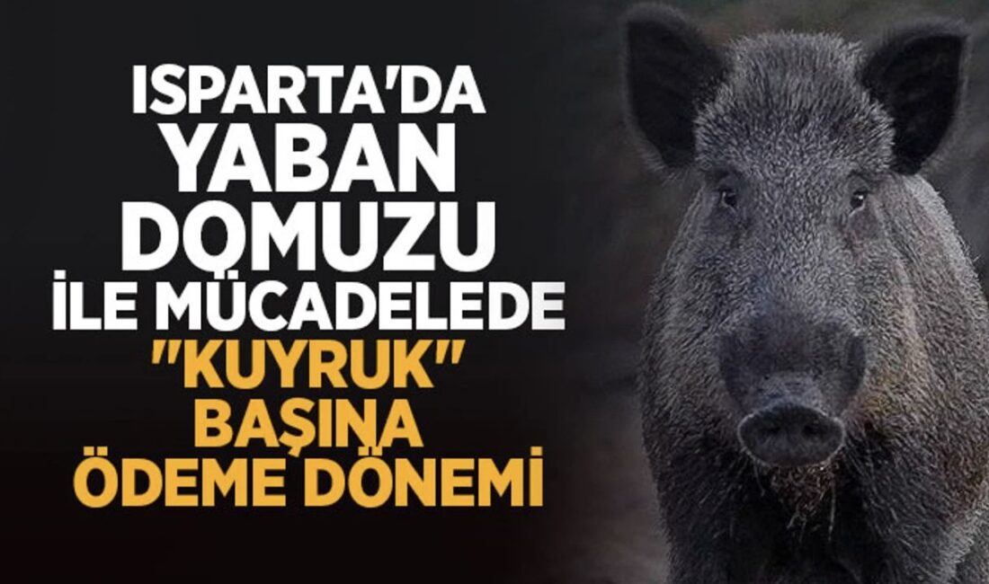 Isparta'da Yaban Domuzu İle Mücadelede "Kuyruk" Başına Ödeme Dönemi