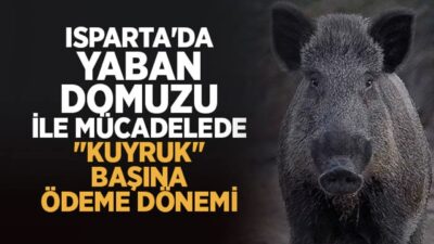 Isparta'da Yaban Domuzu İle Mücadelede "Kuyruk" Başına Ödeme Dönemi
