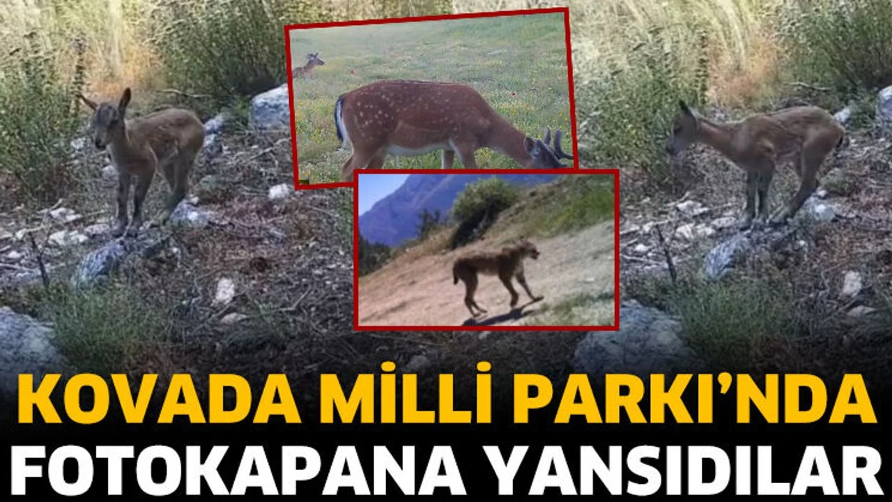 
Kovada Gölü Milli Parkı'nda yürütülen yaban hayatı izleme ve envanter