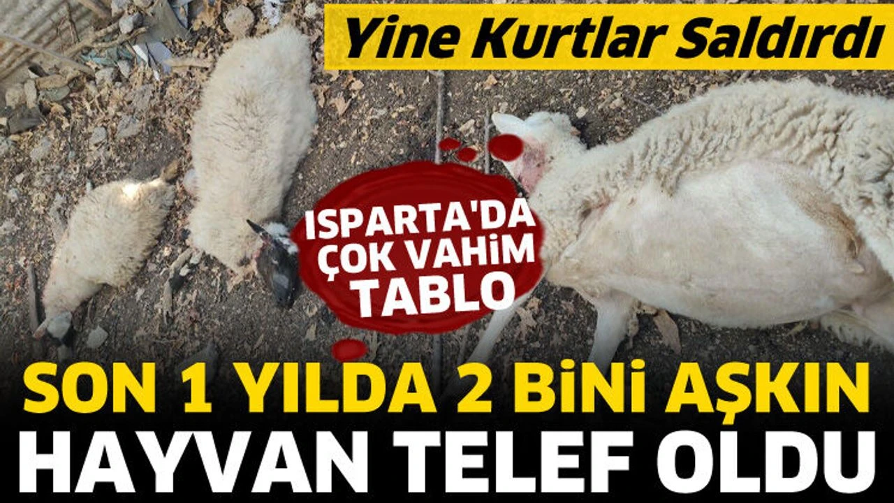
Isparta'nın Sütçüler ilçesine bağlı Kasımlar Köyü'nde ağıla kurtlar saldırdı. 9