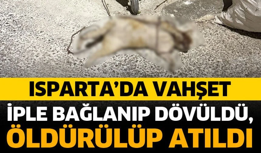 &nbsp; Isparta’da hayvanseverleri ve mahalle sakinlerini öfkelendiren bir olay yaşandı.